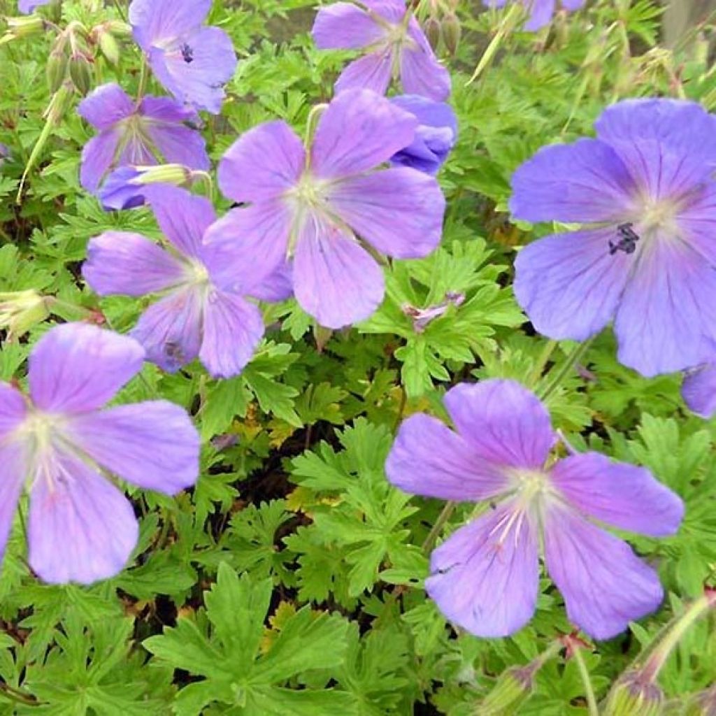 Geranium himalayense Irish Blue