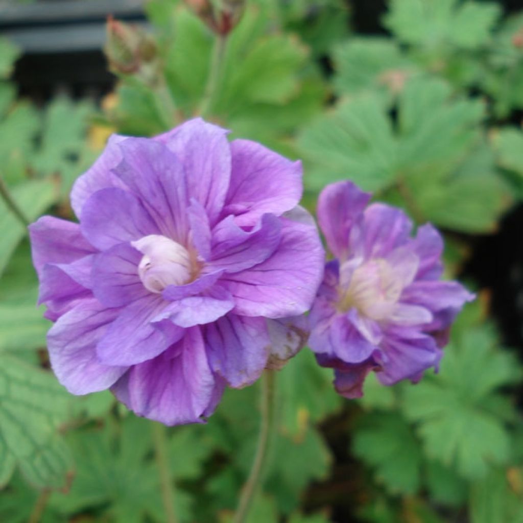 Geranium himalayense Plenum