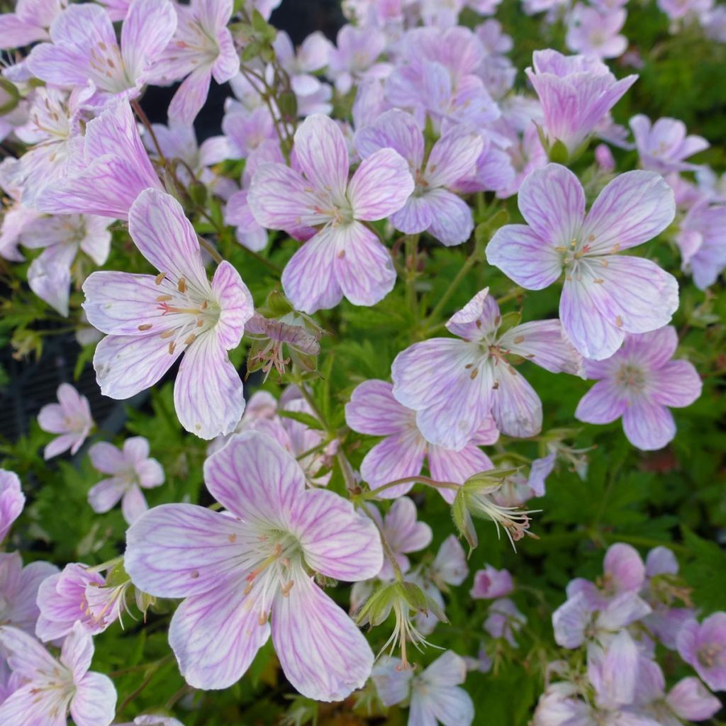 Storchschnabel Melinda - Geranium