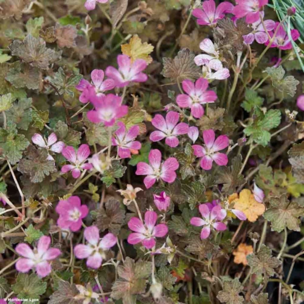 Geranium oxonianum Orkney Cherry - Oxford-Storchschnabel