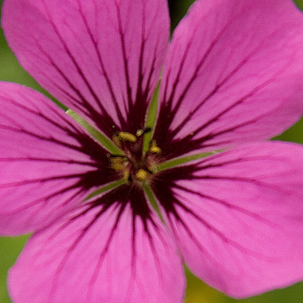 Storchschnabel Patricia - Geranium