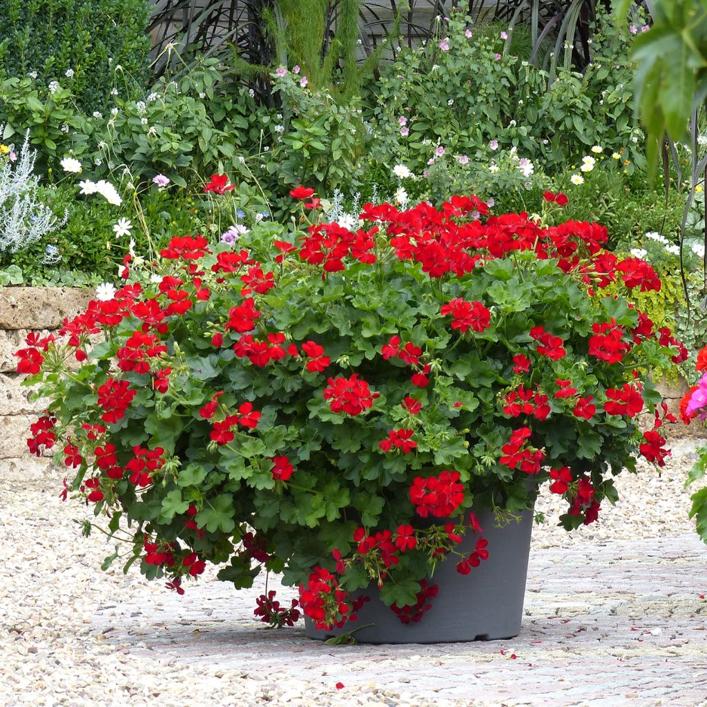 Zonal-Pelargonie TwoinOne Dark Red - Pelargonium