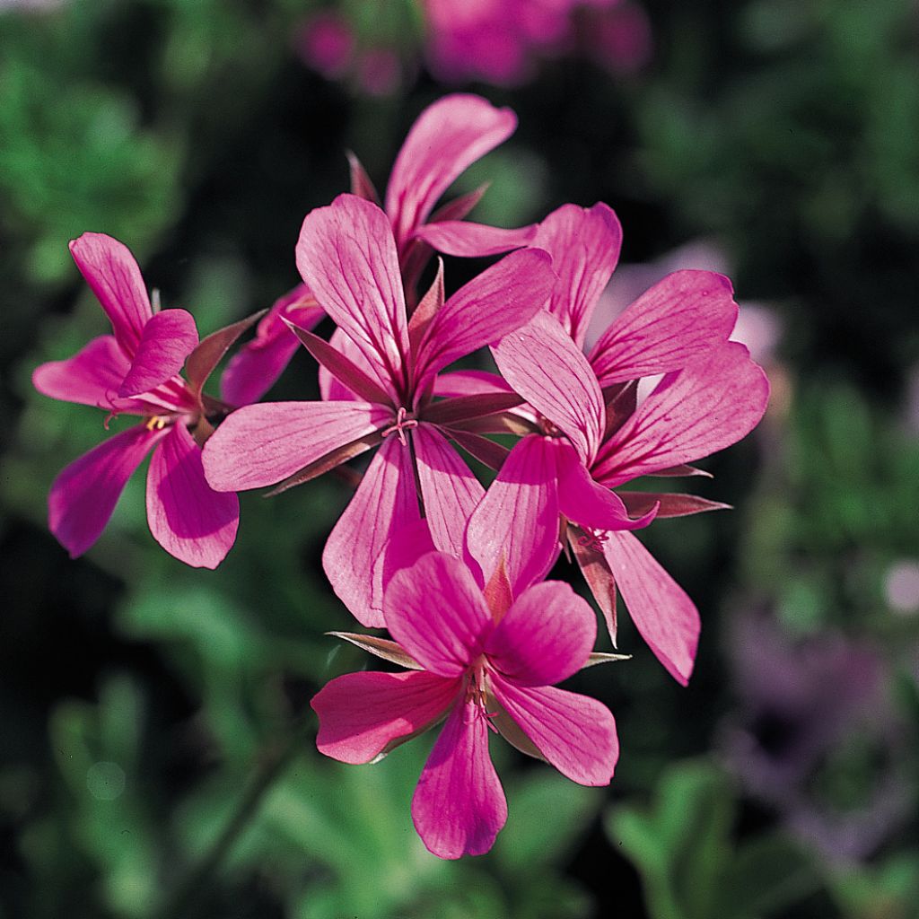 Hängegeranie Balcon Lilas, Lila - Pelargonium