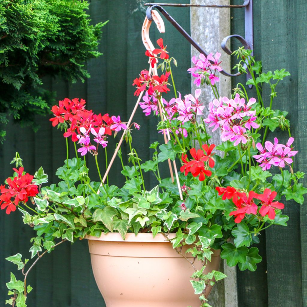 Hängegeranie Balcon Lilas, Lila - Pelargonium