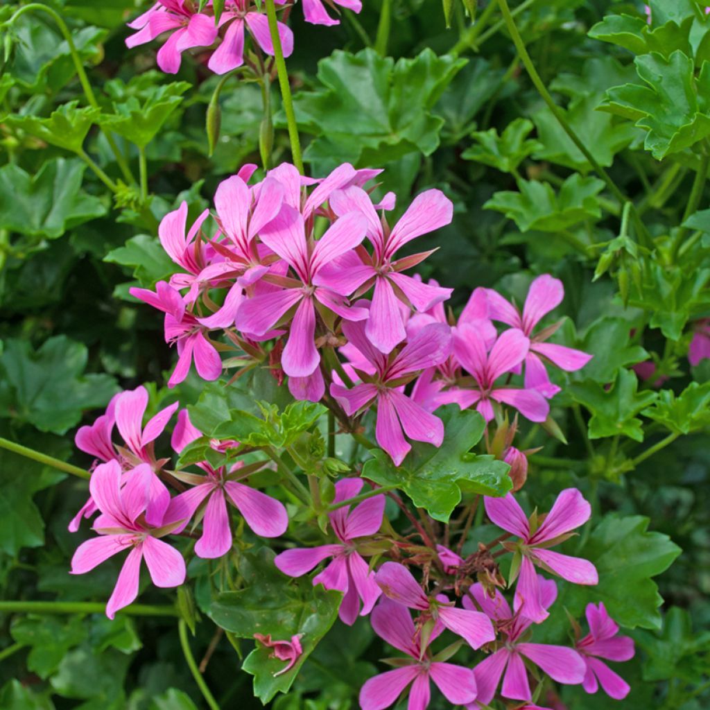 Hängegeranie Balcon Lilas, Lila - Pelargonium