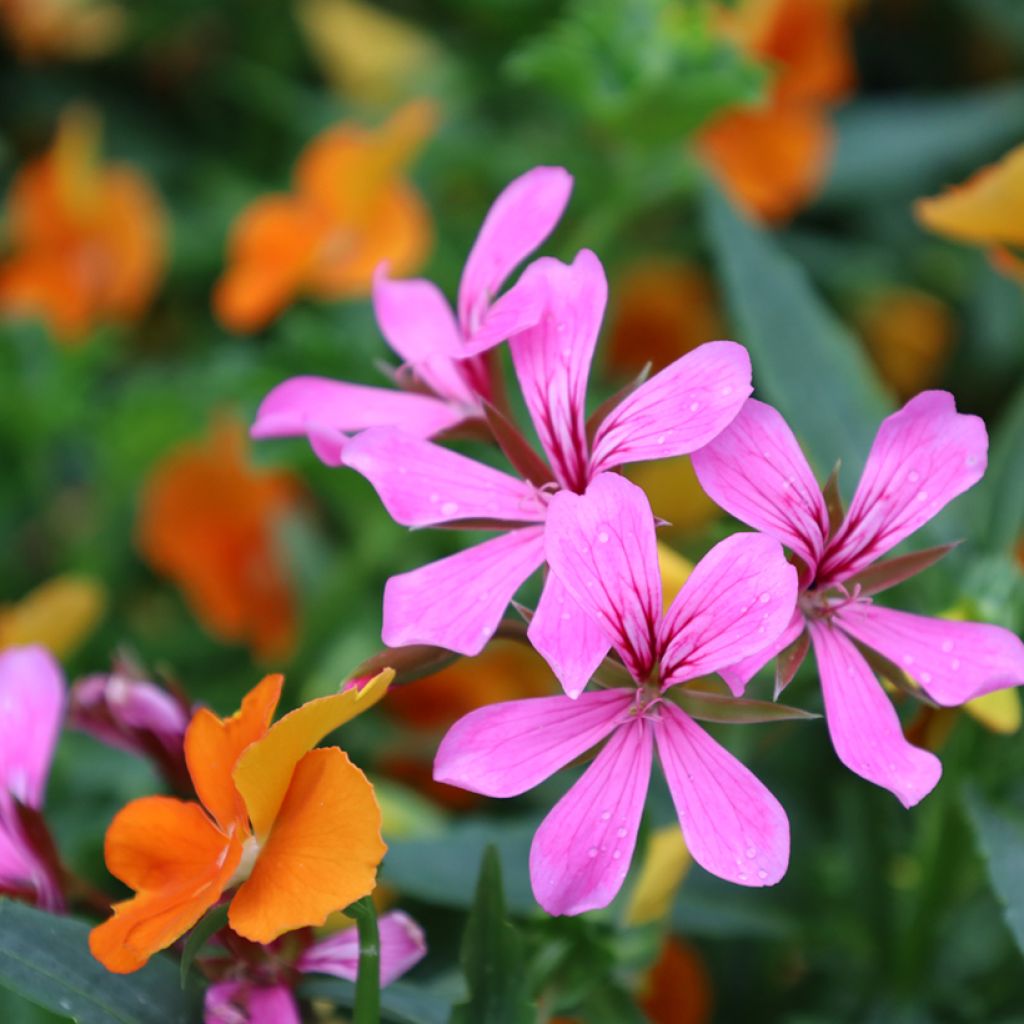 Hängegeranie Balcon Lilas, Lila - Pelargonium