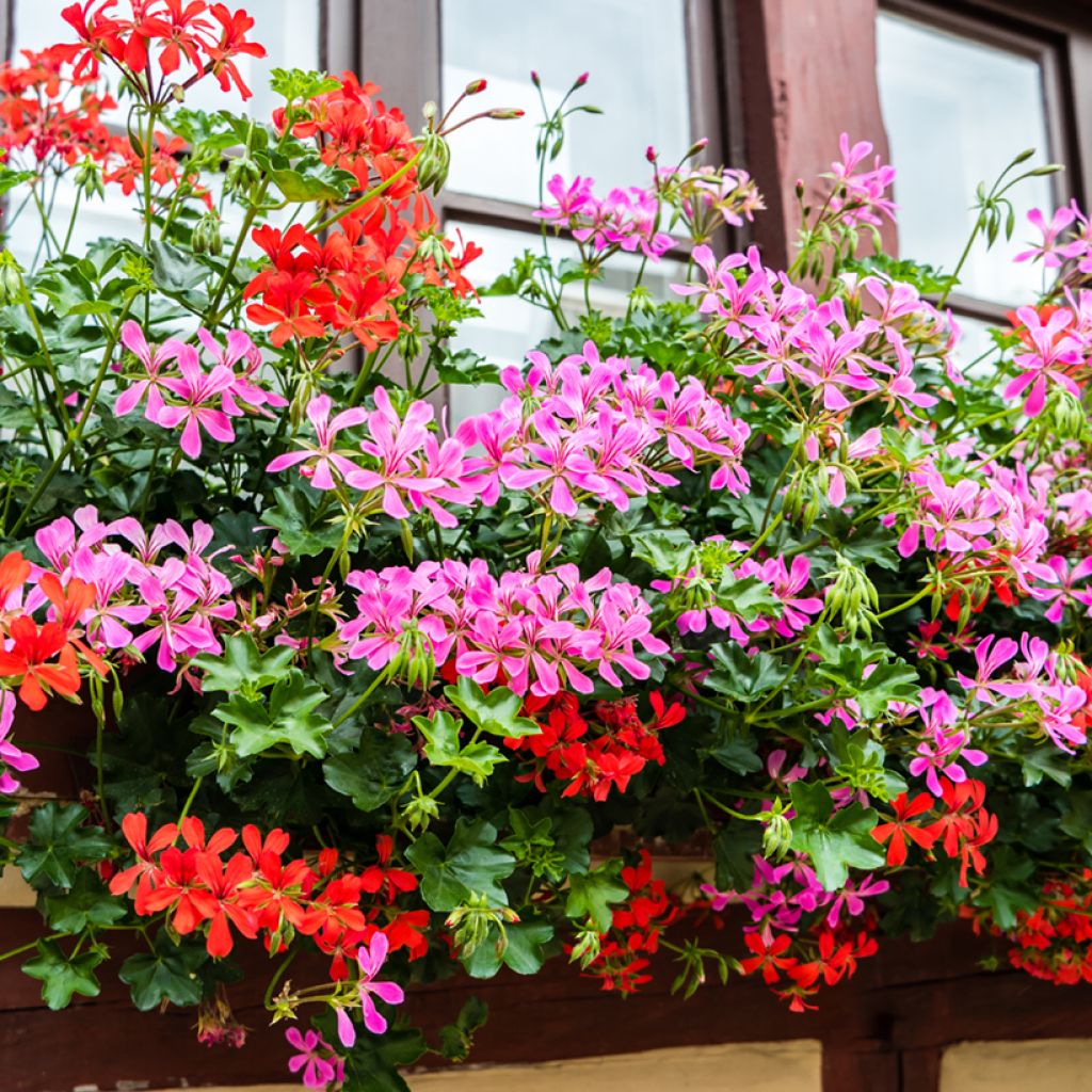 Hängegeranie Balcon Lilas, Lila - Pelargonium