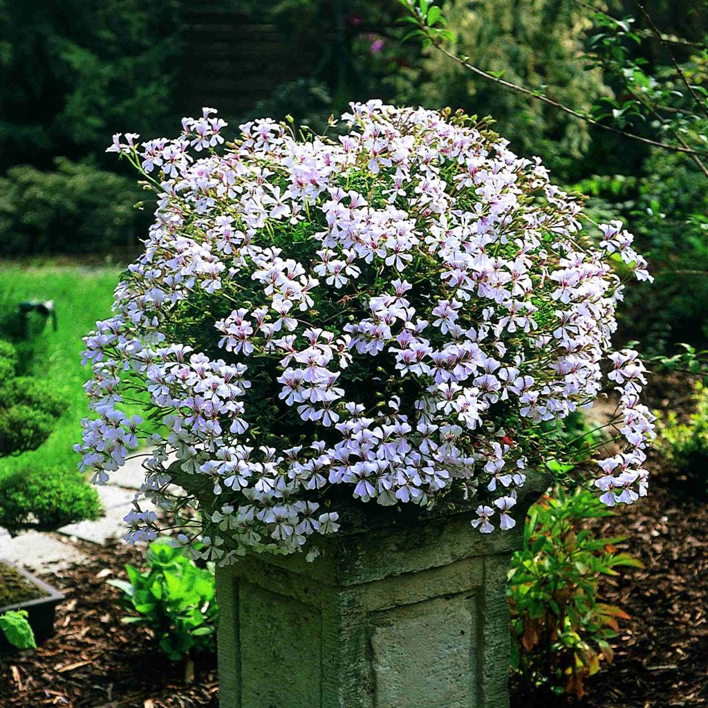 Hängegeranie Ville de Dresden - Pelargonium