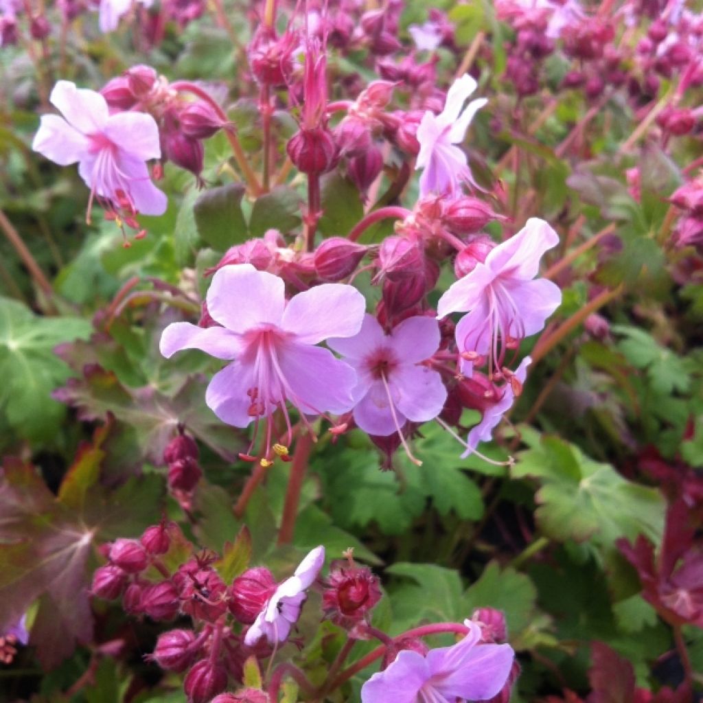 Geranium macrorrhizum Olympos - Balkan-Storchschnabel