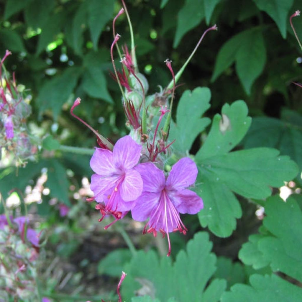 Geranium macrorrhizum Czakor - Balkan-Storchschnabel