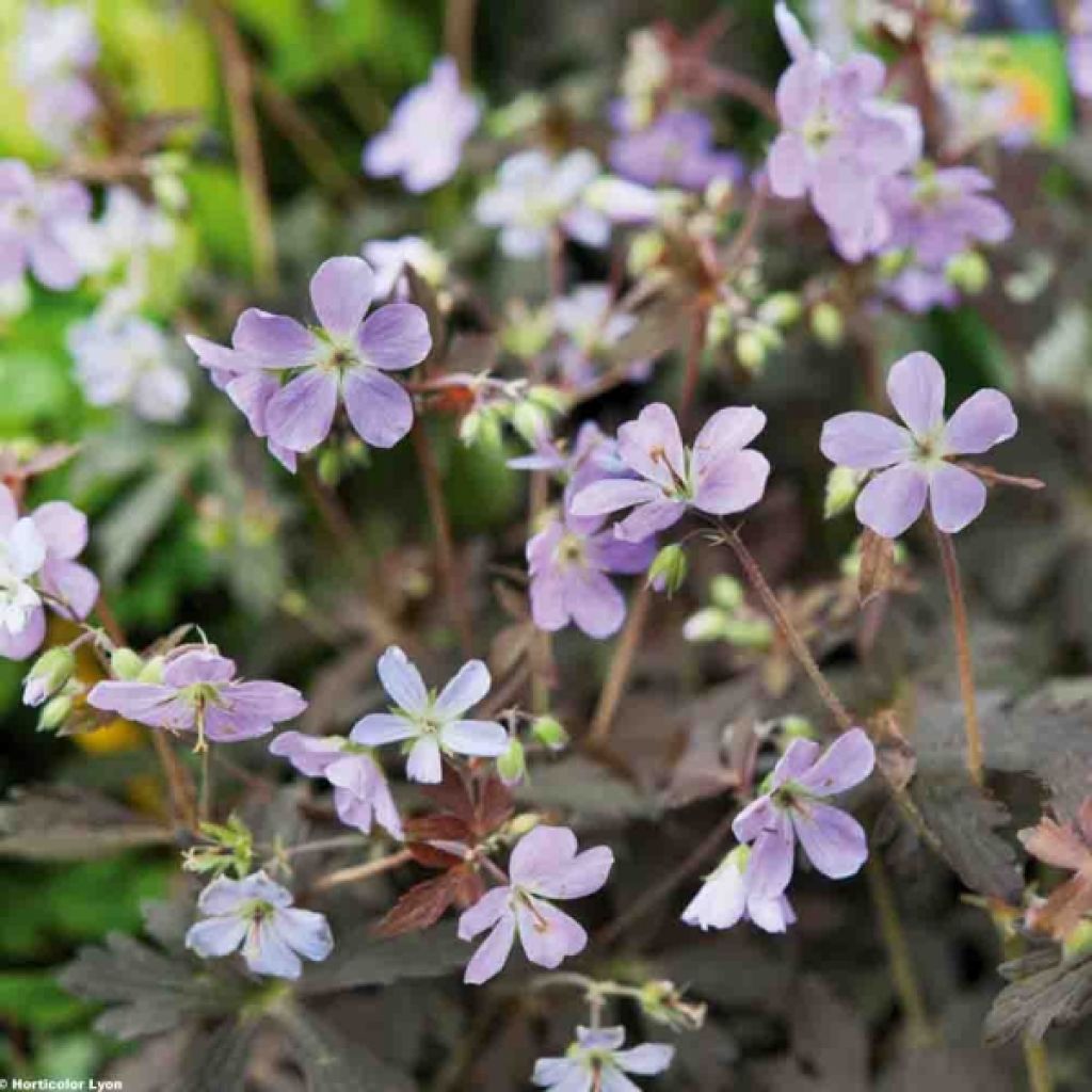 Geranium maculatum Espresso - Dunkelblättriger Storchschnabel