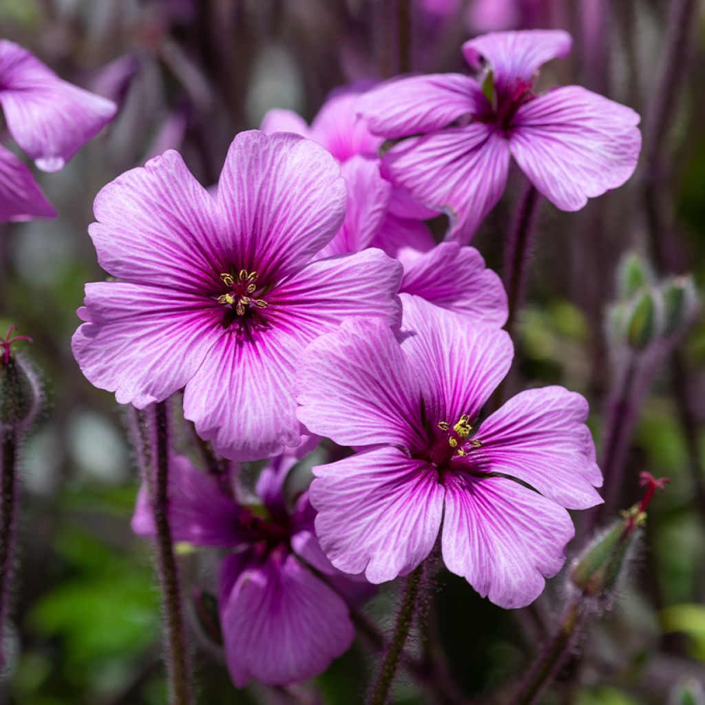 Geranium maderense - Madeira-Storchschnabel