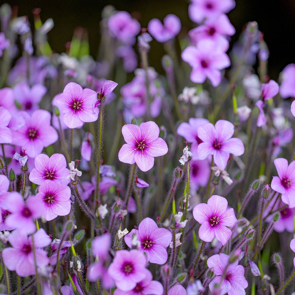 Geranium maderense - Madeira-Storchschnabel