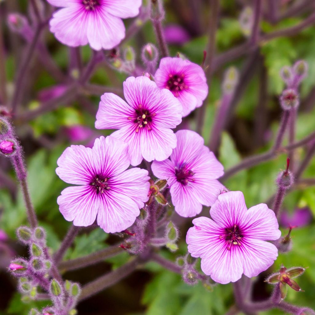 Geranium maderense - Madeira-Storchschnabel