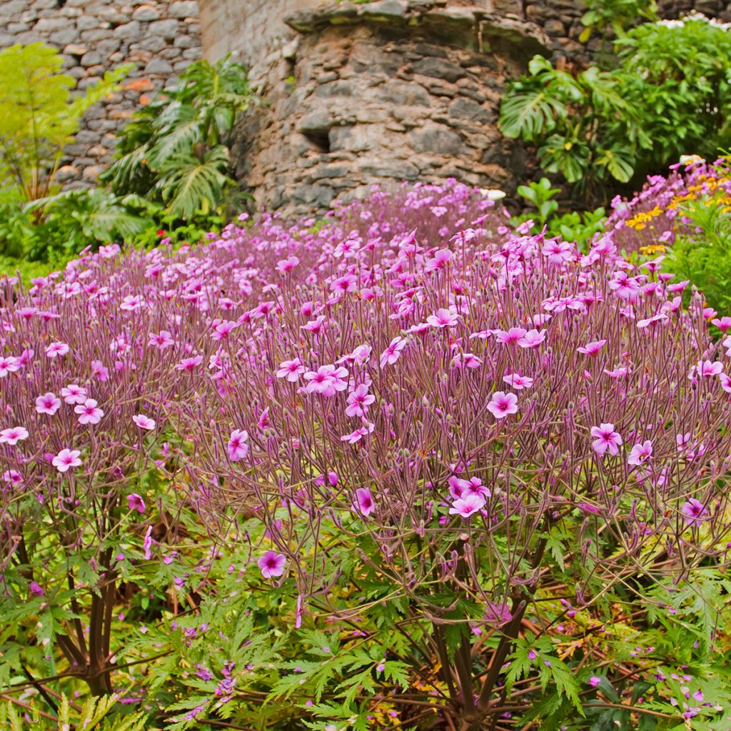 Geranium maderense - Madeira-Storchschnabel