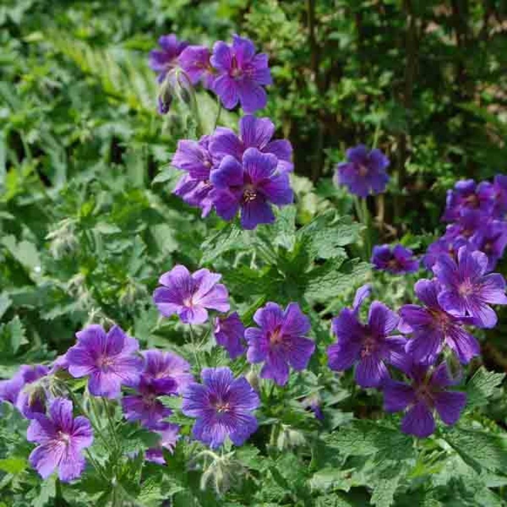 Geranium magnificum - Großer Storchschnabel