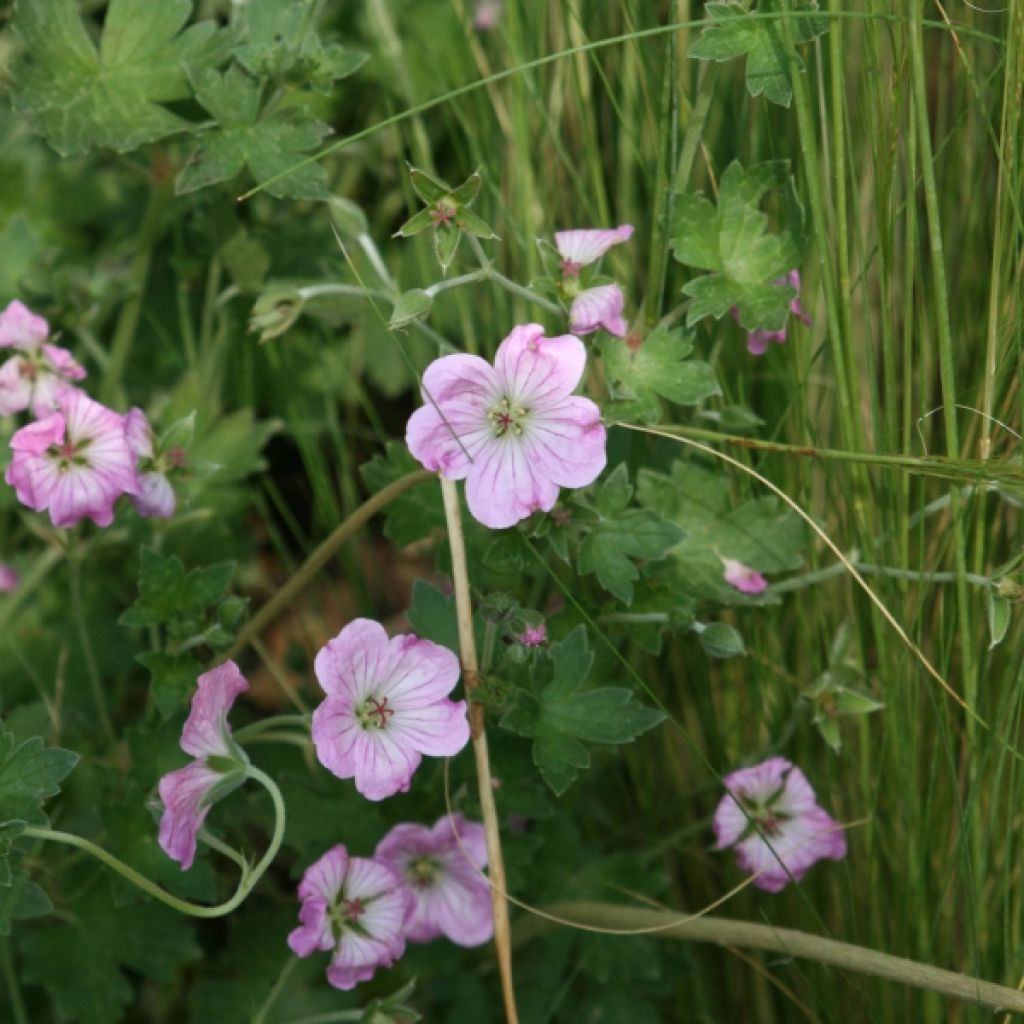 Géranium vivace Mavis Simpson - Geranium riversleaianum