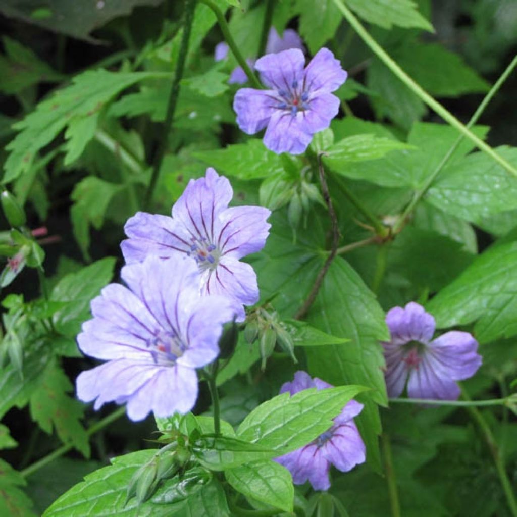 Geranium nodosum - Knotiger Bergwald Storchschnabel