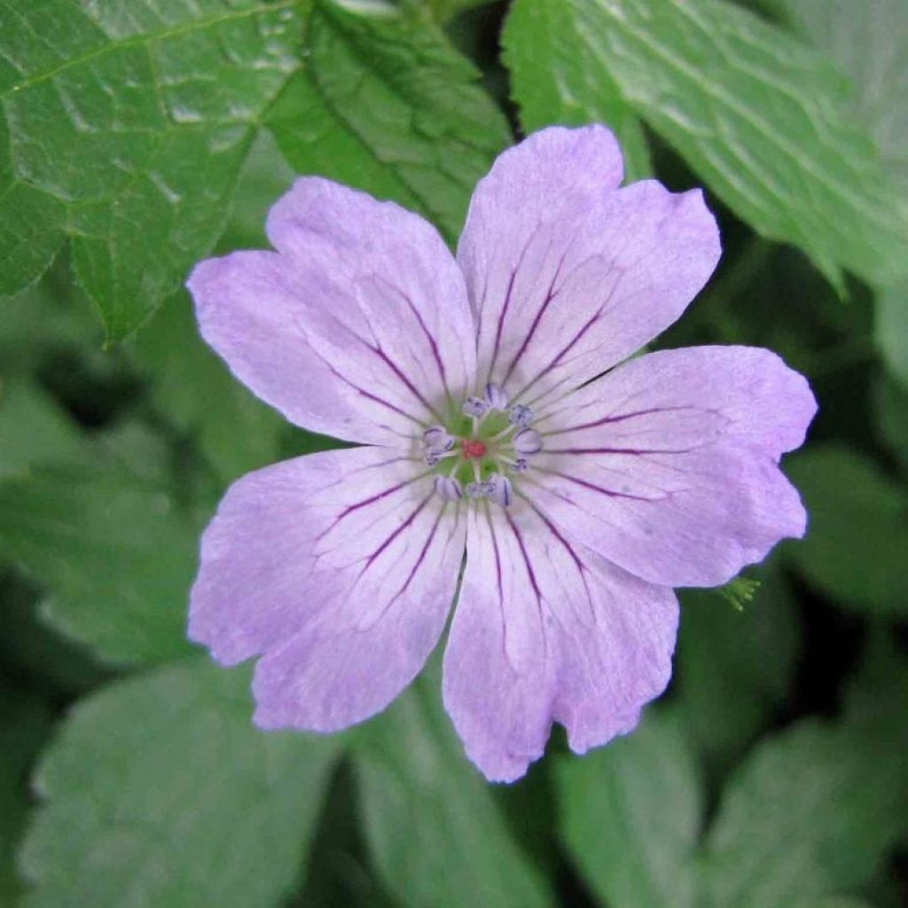 Geranium nodosum Simon - Knotiger Bergwald Storchschnabel