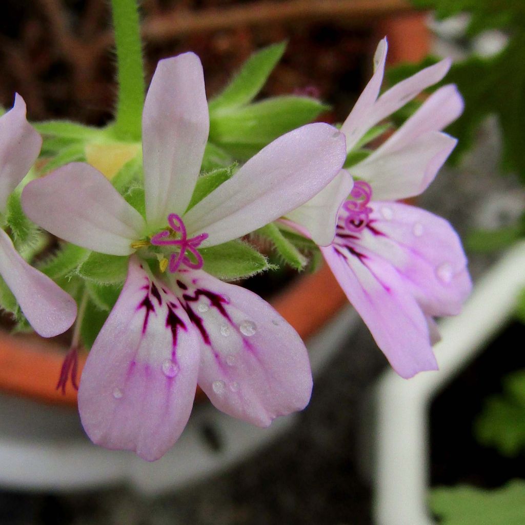 Geranie - Pelargonium capitatum