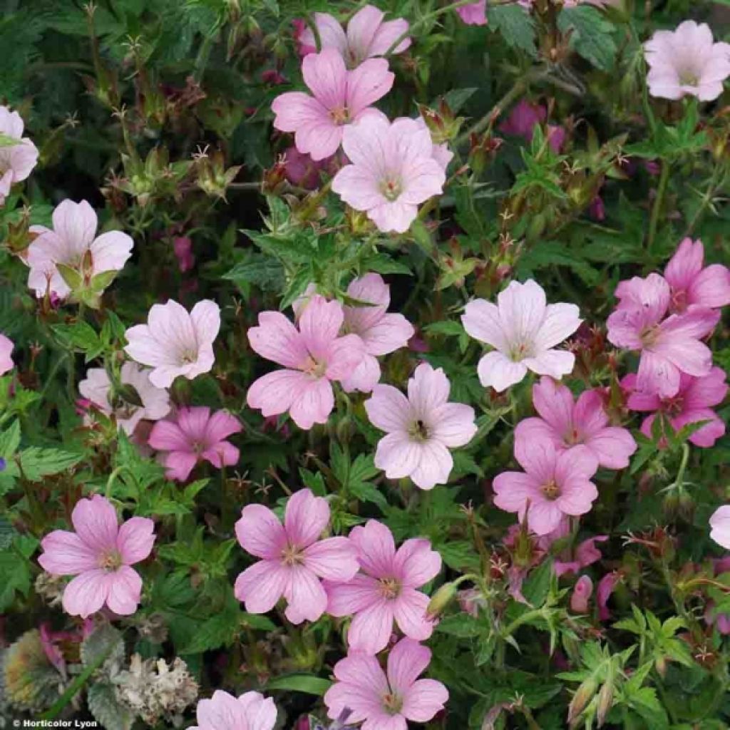 Geranium oxonianum Hollywood - Oxford-Storchschnabel