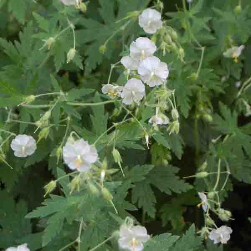 Geranium phaeum Album - Brauner Storchschnabel