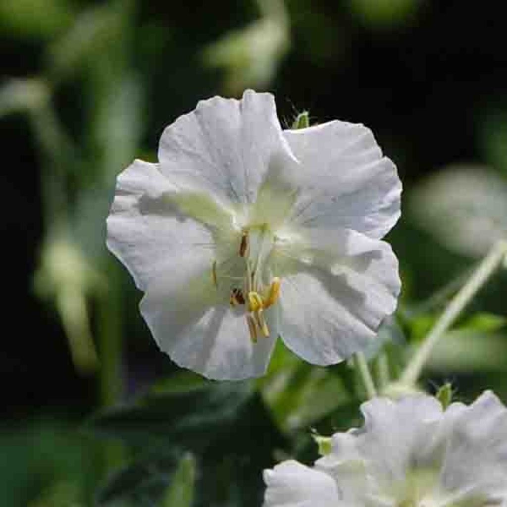 Géranium vivace phaeum Album