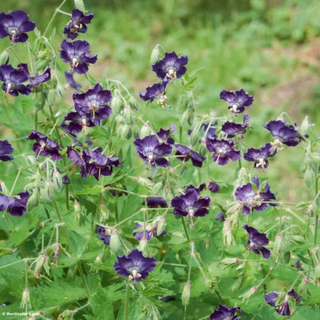 Geranium phaeum Lily Lovell - Brauner Storchschnabel