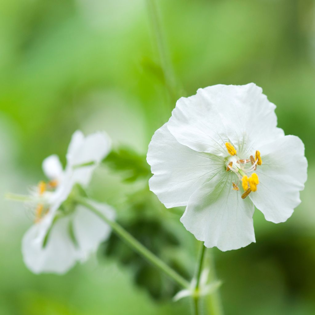 Geranium phaeum Album - Brauner Storchschnabel