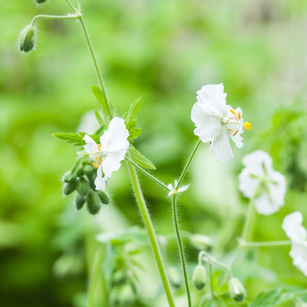 Geranium phaeum Album - Brauner Storchschnabel