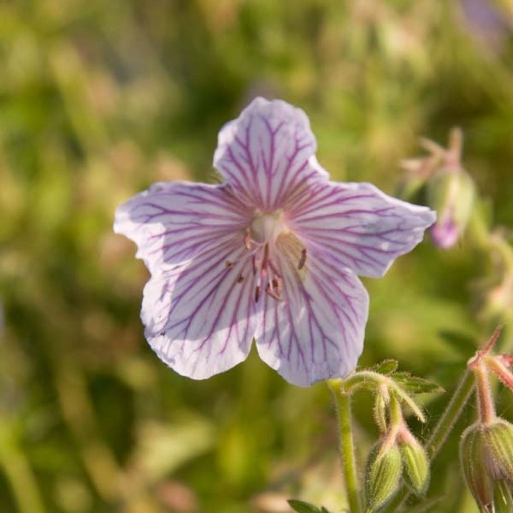 Geranium pratense Ilja - Wiesen-Storchschnabel