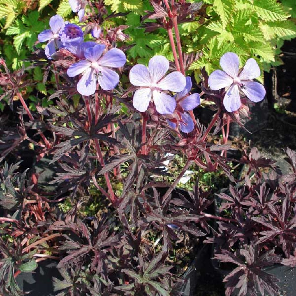 Geranium pratense Midnight Reiter - Wiesen-Storchschnabel