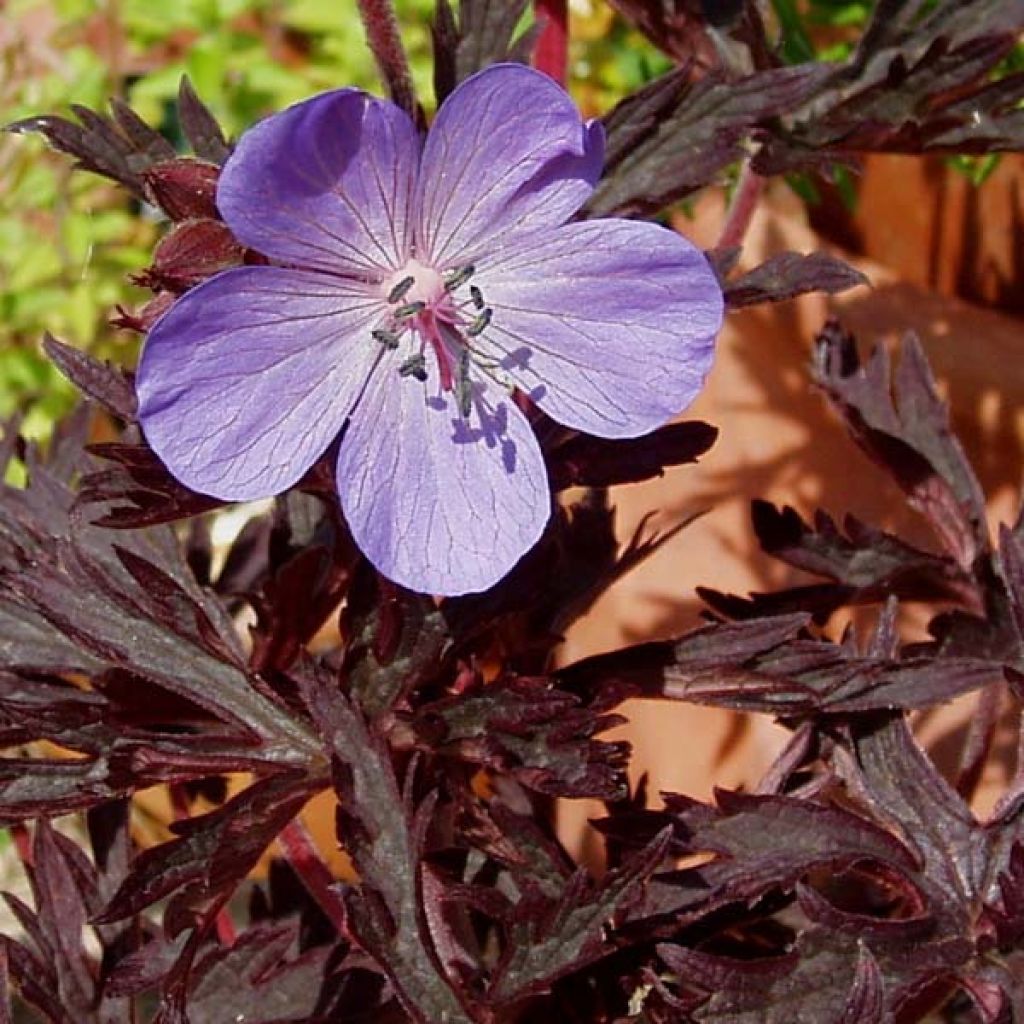 Géranium vivace pratense Midnight Reiter