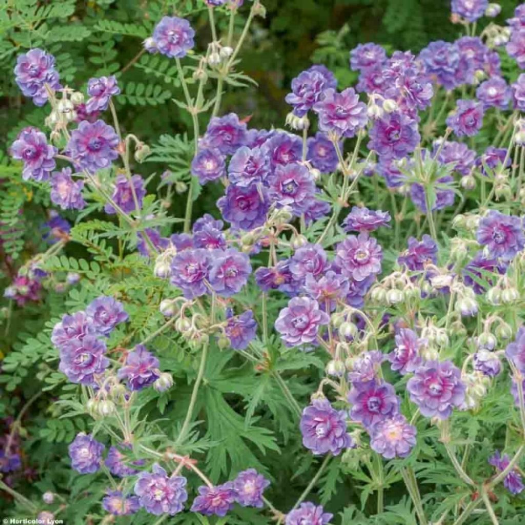 Geranium pratense Plenum Violaceum - Wiesen-Storchschnabel