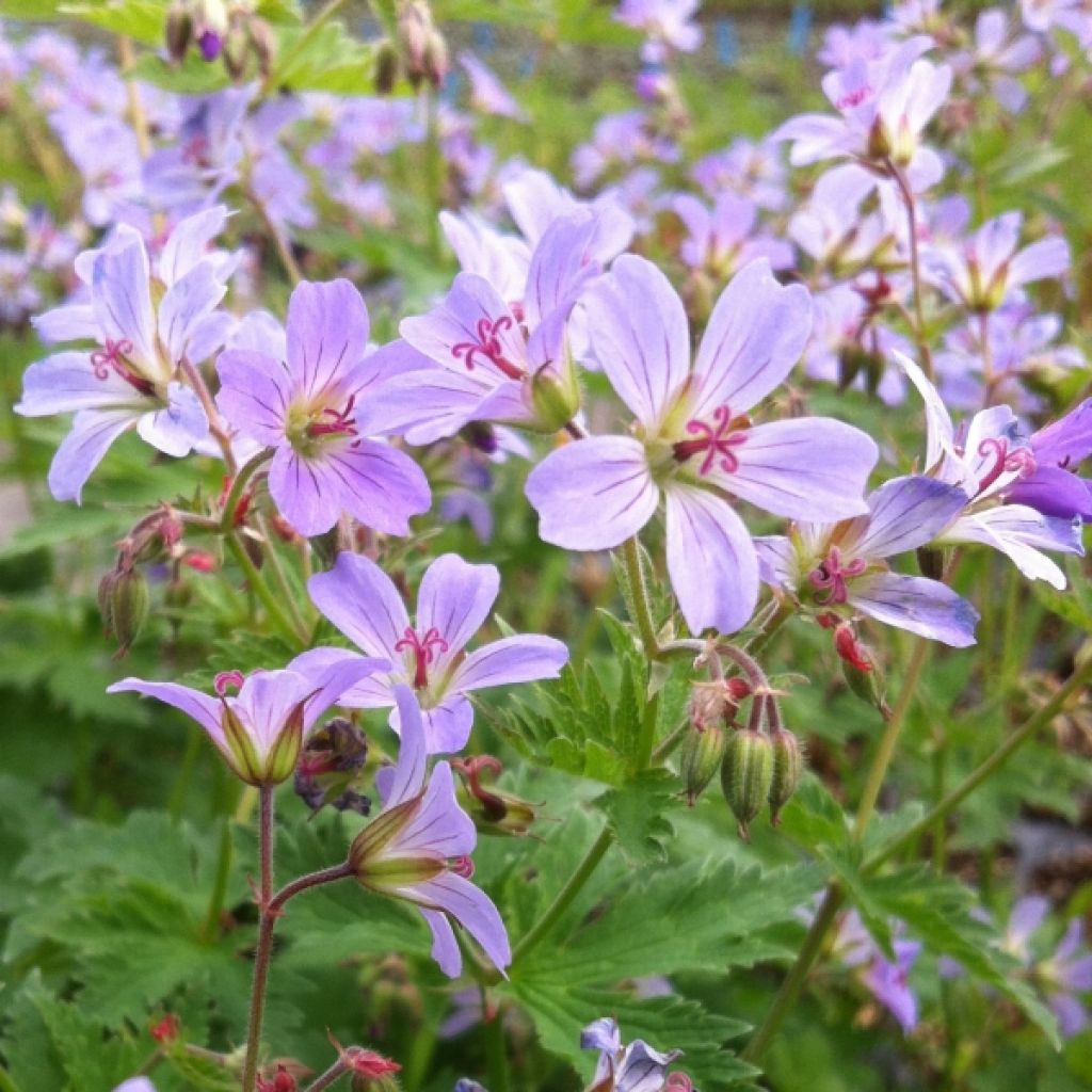 Geranium sylvaticum Prelude - Wald-Storchschnabel