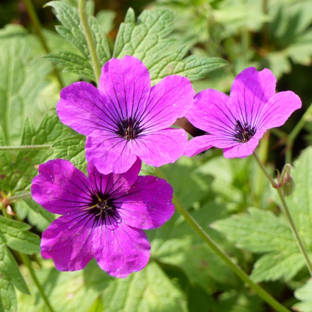 Geranium vivace psilostemon Red Admiral