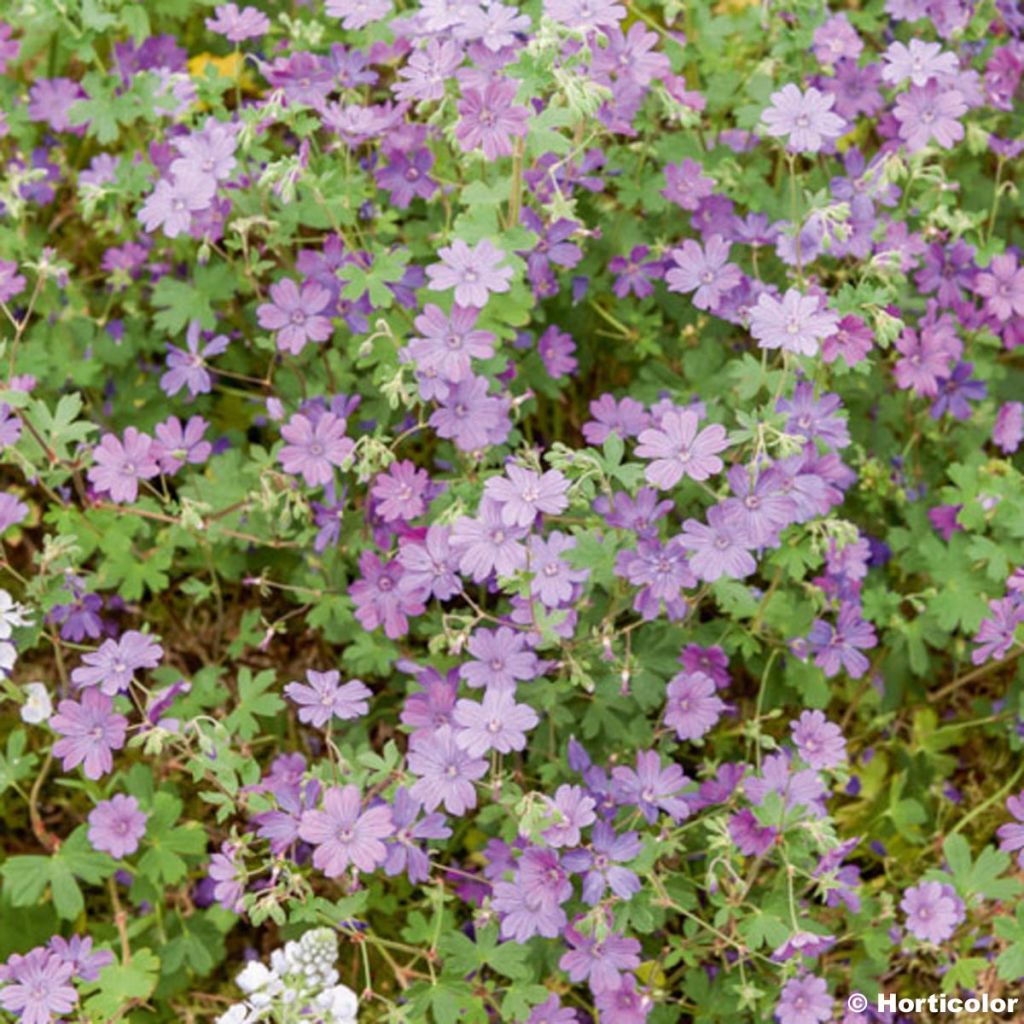 Geranium pyrenaicum Bill Wallis - Pyrenäen-Storchschnabel