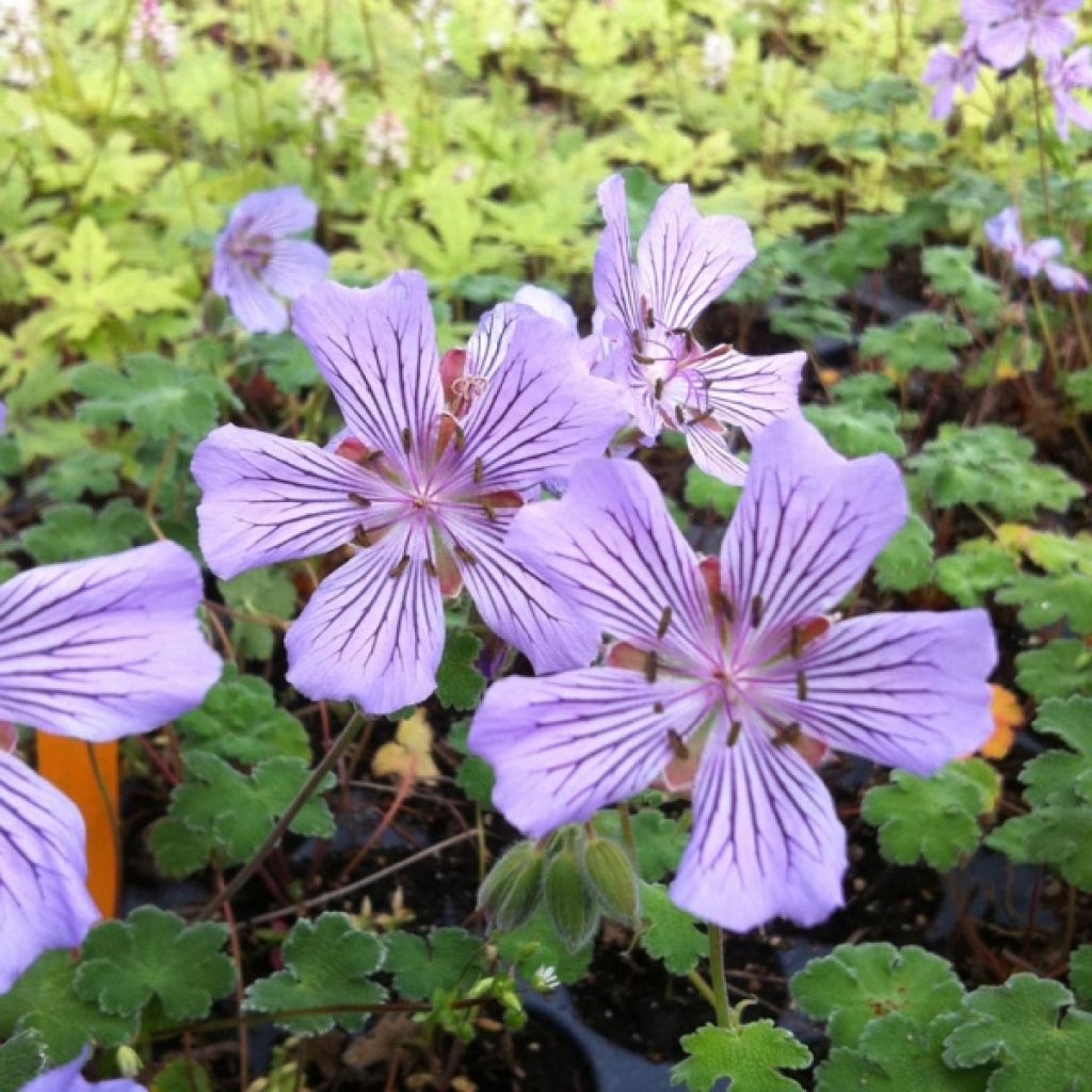 Géranium vivace renardii Tcschelda