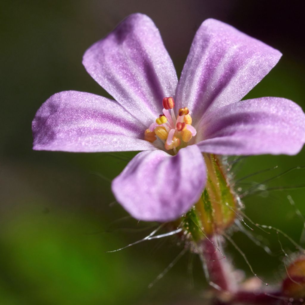 Geranium robertianum - Géranium Herbe à Robert