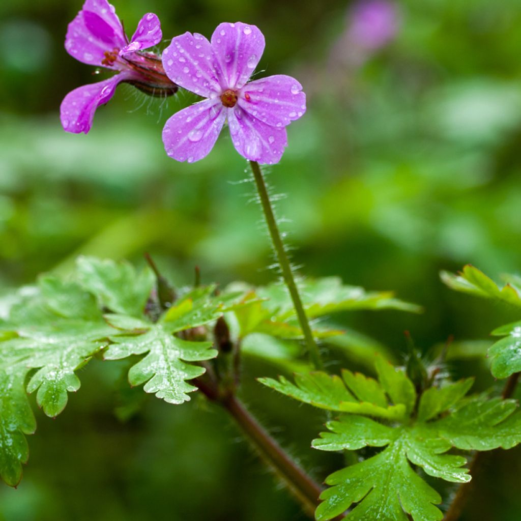 Geranium robertianum - Géranium Herbe à Robert