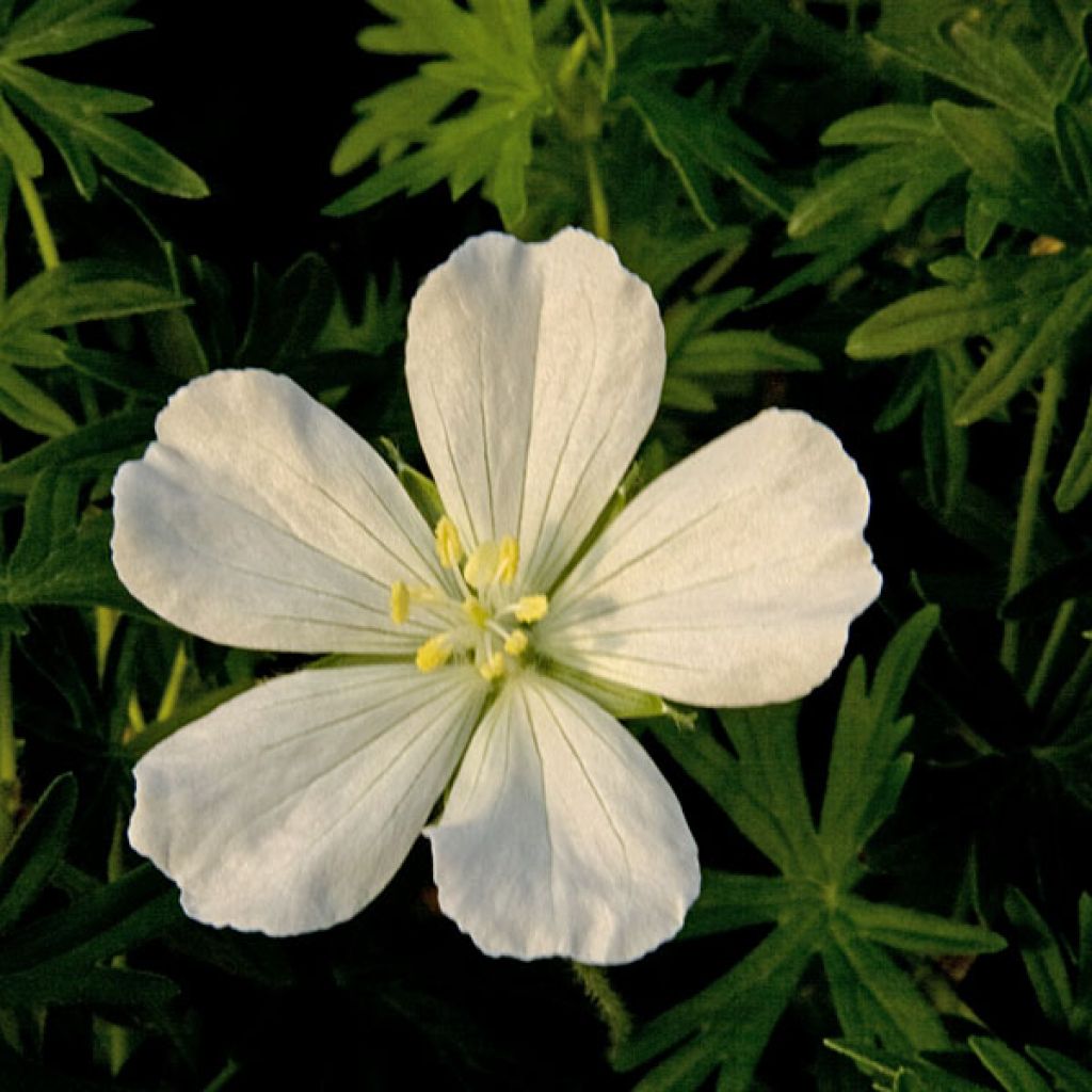 Géranium vivace sanguineum Album