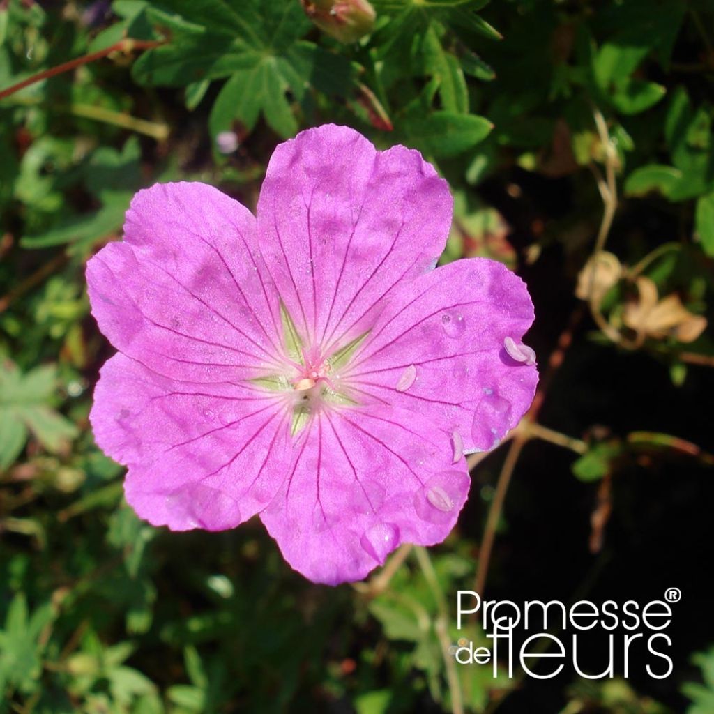 Geranium sanguineum Aviemore - Blutstorchschnabel