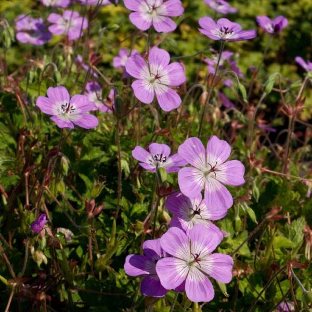 Geranium vivace Silvia’s surprise