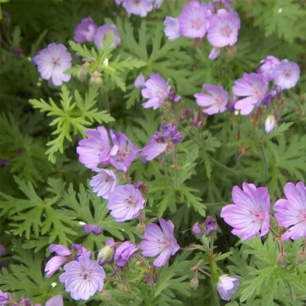 Géranium vivace tubéreux - Geranium tuberosum