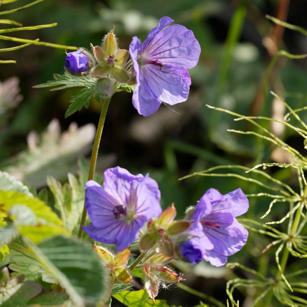 Storchschnabel Alaska - Geranium