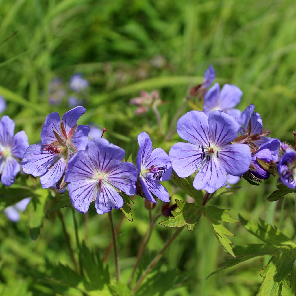 Géranium vivace Alaska