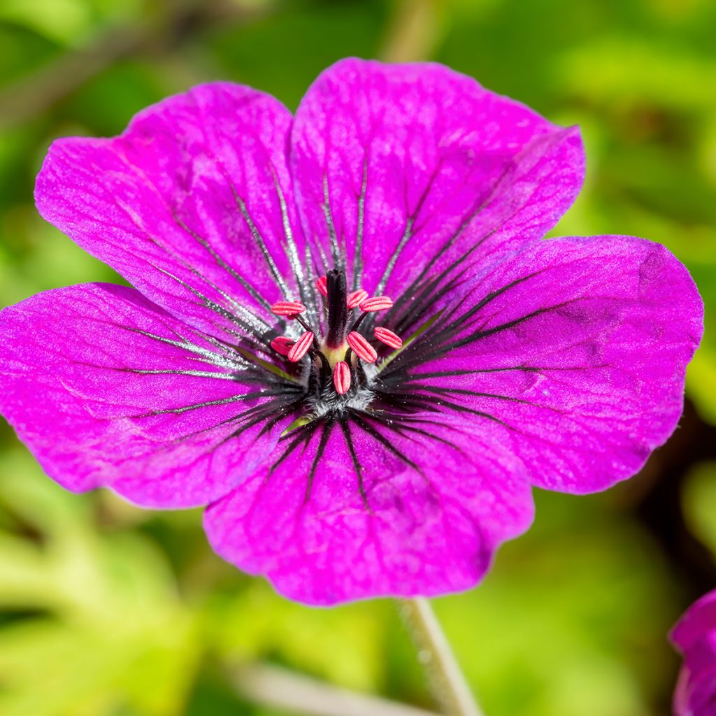 Storchschnabel Anne Thomson - Geranium