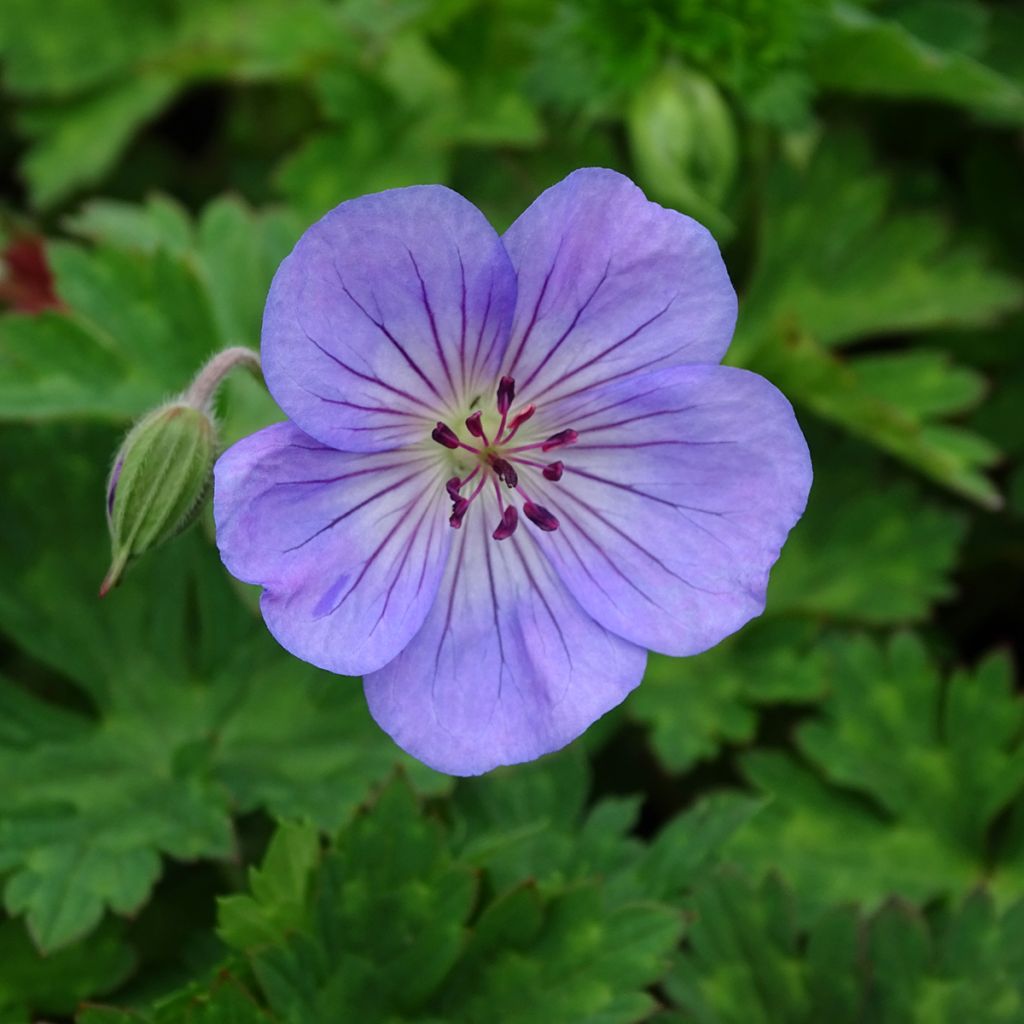 Géranium vivace Azure Rush