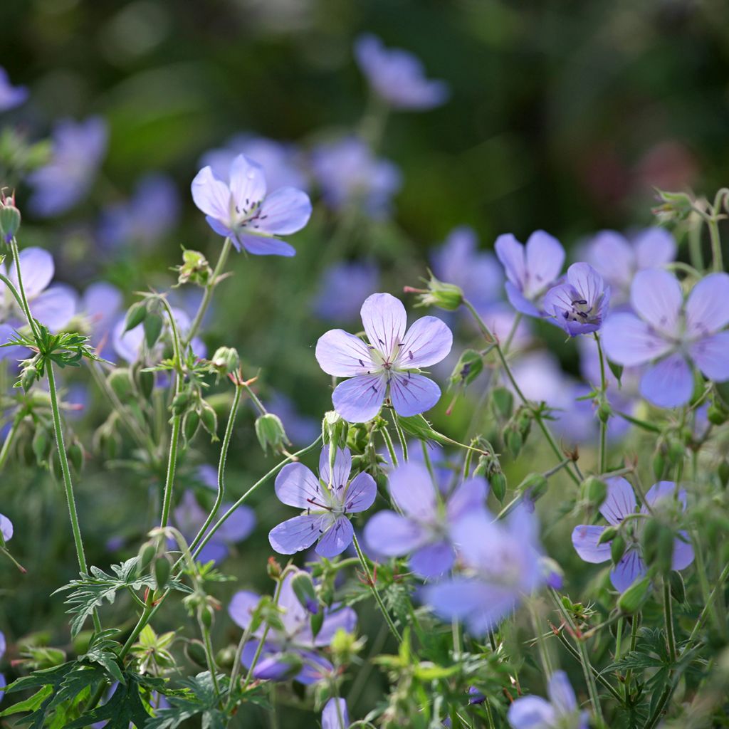 Storchschnabel Blue Cloud - Geranium