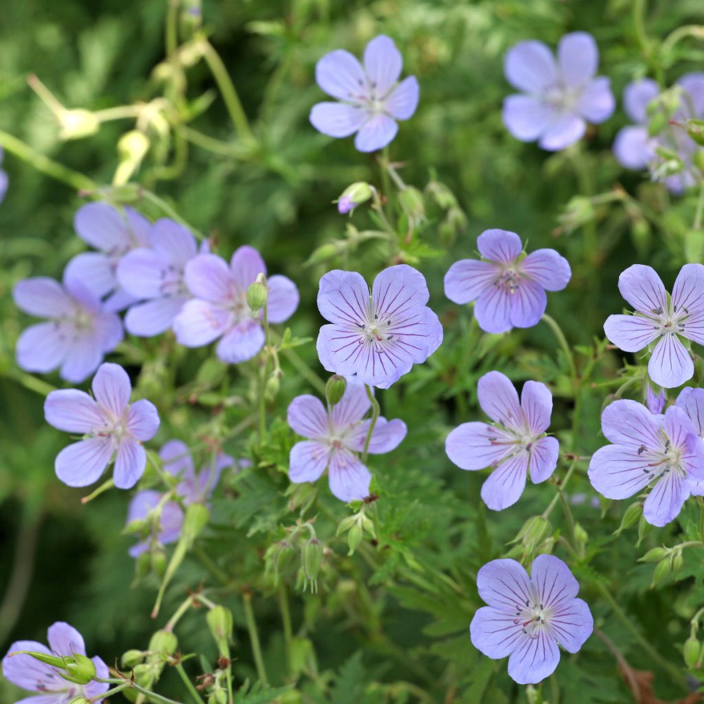 Storchschnabel Blue Cloud - Geranium